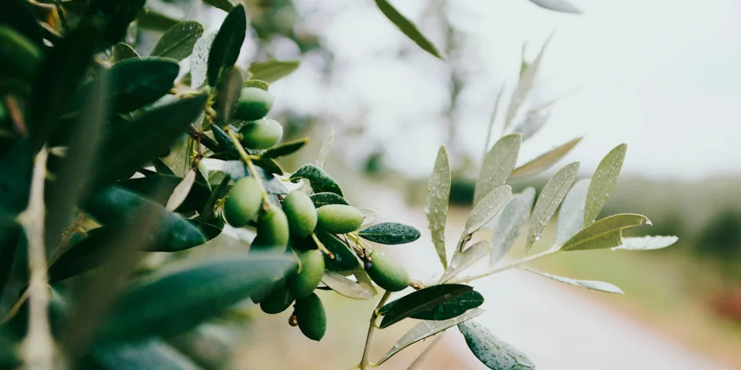 Olivenblätter Tee