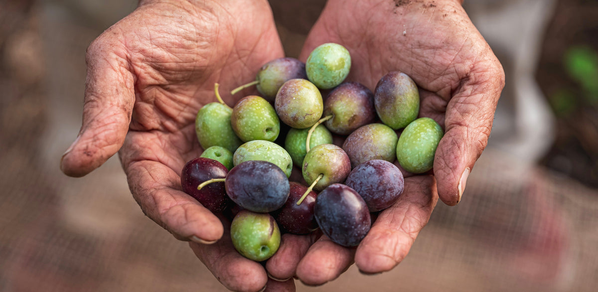 Was macht das Olivenöl von Ölich so besonders?