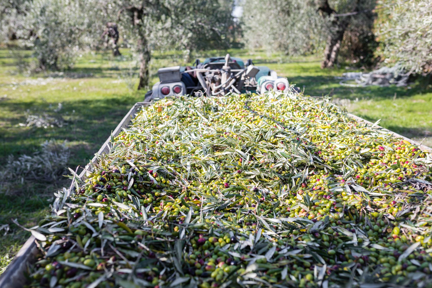 Dürre und Öl: Klimawandel trifft Olivenölproduktion