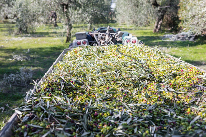 Dürre und Öl: Klimawandel trifft Olivenölproduktion