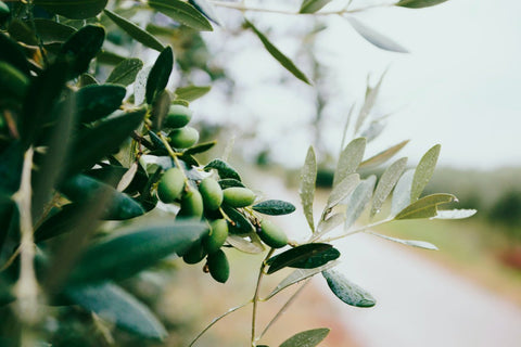 Was bedeutet "extra nativ" bei Olivenölen - Ölich