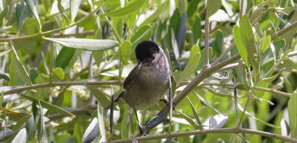 Hört bitte auf, Nachts Oliven zu ernten — es tötet Millionen von Singvögel - Ölich