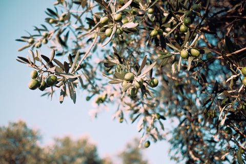 Olivenblaettertee - Ölich