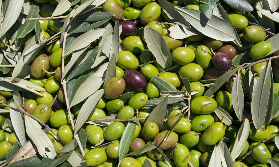 Ölich Oliven – grün, handverlesen