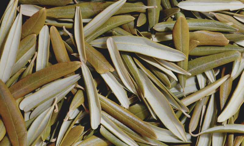 Herkömmlicher Olivenblatt Tee
