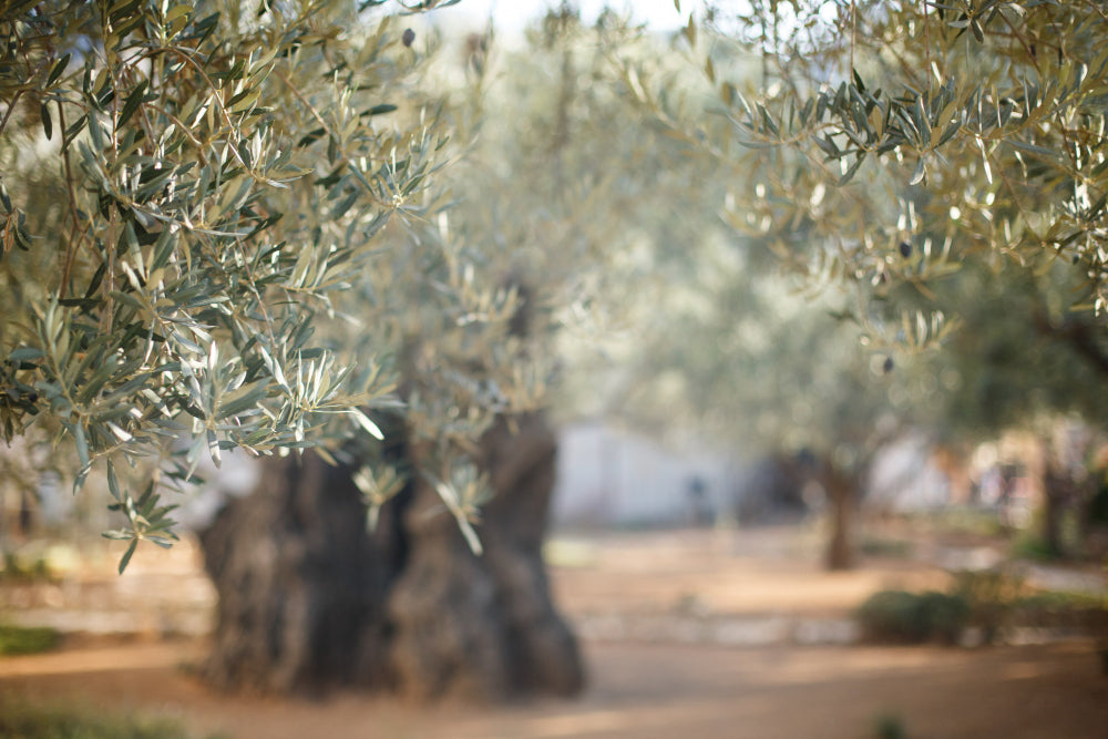 garden-gethsemane-famous-historic-place.jpg__PID:3b15d13f-7be8-4623-8339-2da7fe8e0505